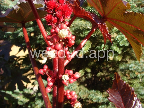 castorbean